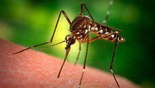 Komary - Dlaczego je przyciągasz?