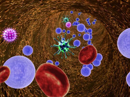 Komórki krwi