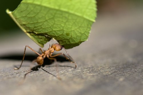 Mrówka i liść