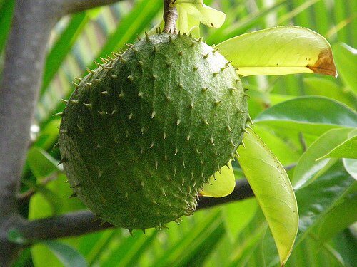 Guanabana na drzewie