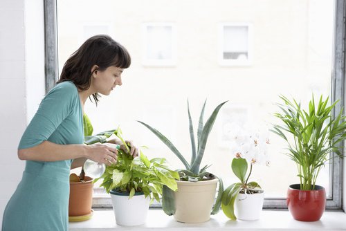 Kobieta nawozi rośliny