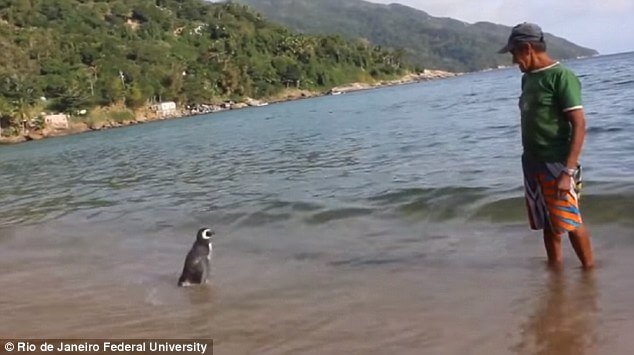 Pingwin i Joao na plaży