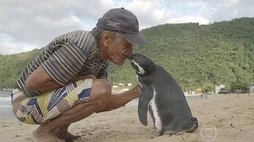 Pingwin wdzięczny za uratowanie życia
