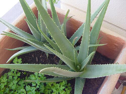 Aloes w donicy