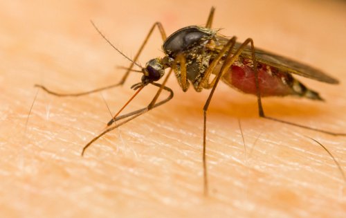 Komary – dlaczego wybierają akurat Ciebie?