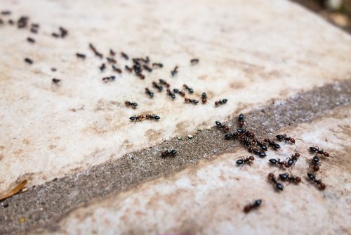 cytryna a mrówki