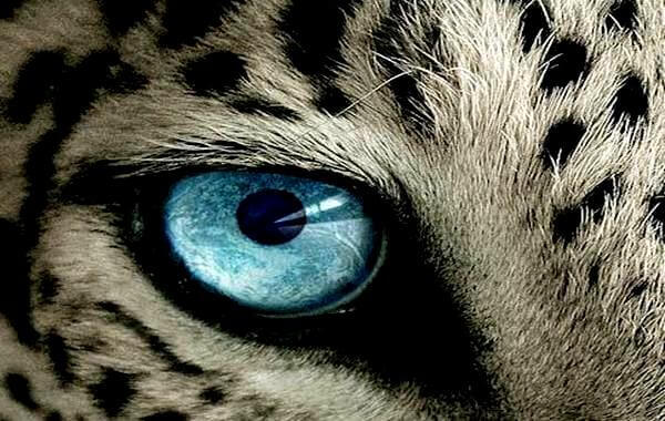 Niebieskie oko dzikiego zwierzęcia