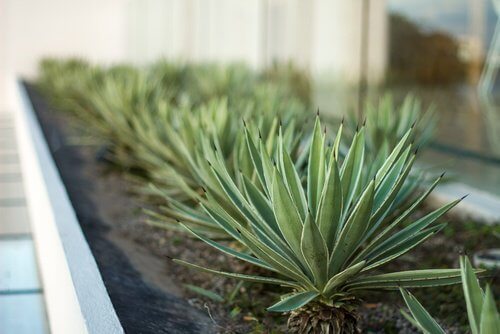 Aloes