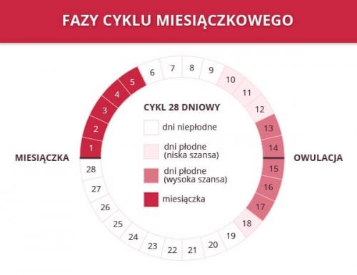 Cykl miesiączkowy