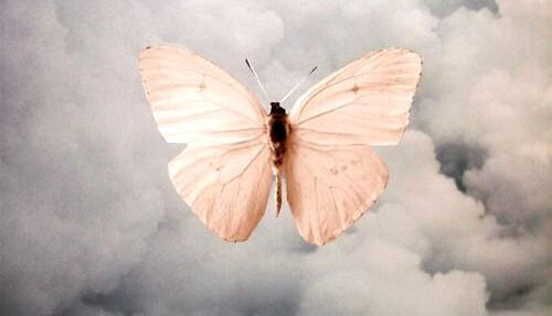 Motyl