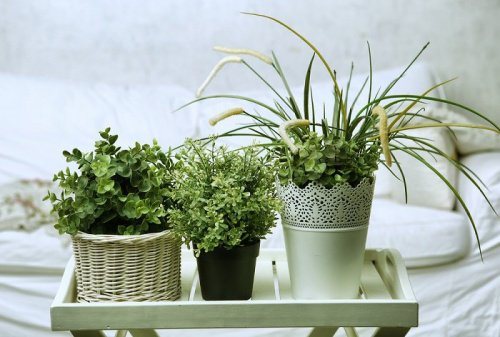 Bezsenność: rośliny idealne do Twojej sypialni