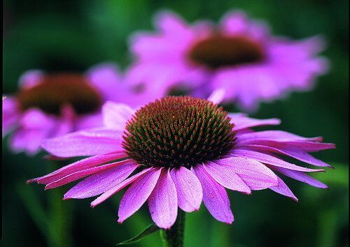 Echinacea - fioletowy kwiat