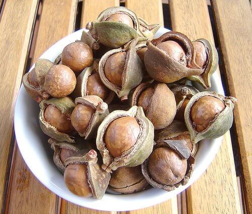 Roslina maca
