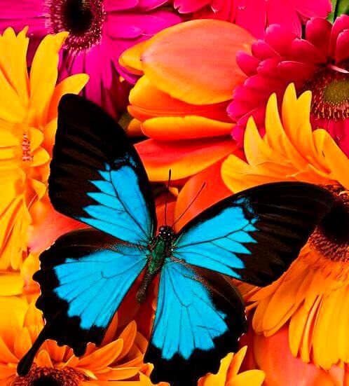 Kolorowy motyl