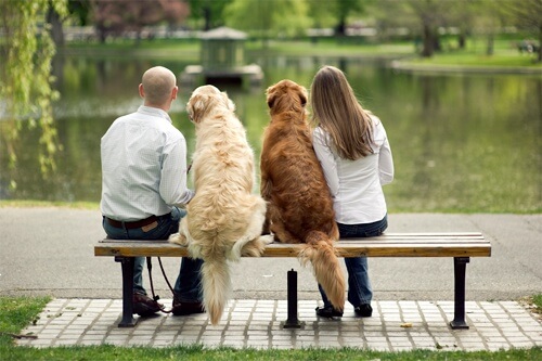 Ludzie oraz psy na ławce