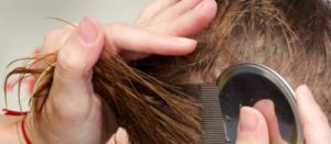 Wszy ludzkie - 7 naturalnych sposobów, by się ich pozbyć