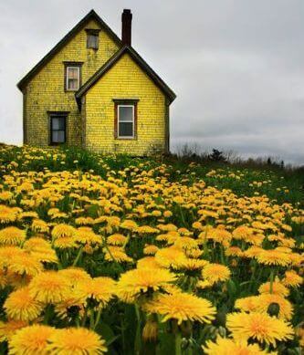 Żółty dom