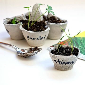 Nasiona