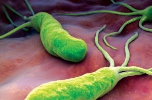 Bakteria wywołująca ból, wzdęcia i biegunkę