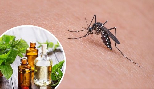 Olejek na komary i insekty