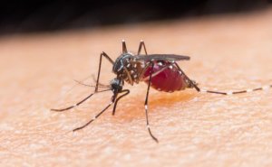 Zika - liczba zarażonych w Kolumbii sięga 600 000