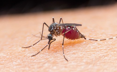 Zika - liczba zarażonych w Kolumbii sięga 600 000