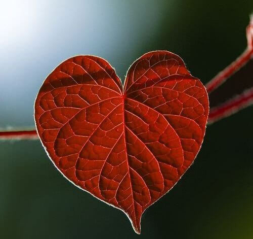 Czerwony liść w kształcie serca