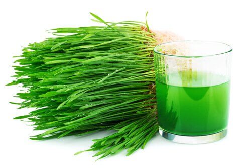 Zielony chlorofil