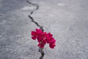 Siła lub rezygnacja to czasami jedyny wybór