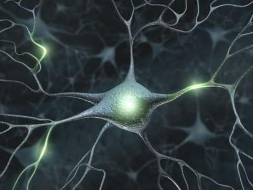 Neurony