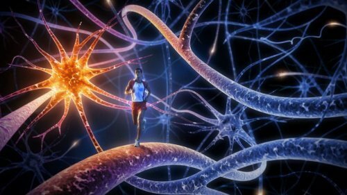 aktywność neuronów spowalnia tycie z wiekiem