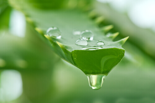 Aloes