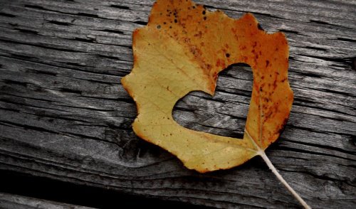 serce w liściu