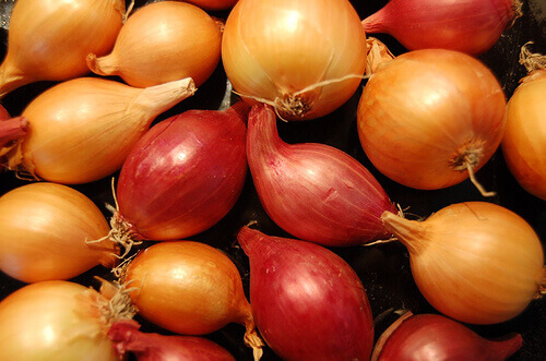 cebula