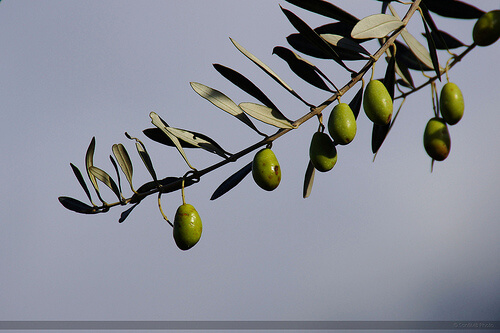 hodowanie oliwy arbequina w domu