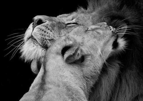 Przytulające się lwy