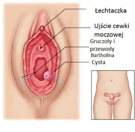 Schemat budowy kobiecych narządów zewnętrznych