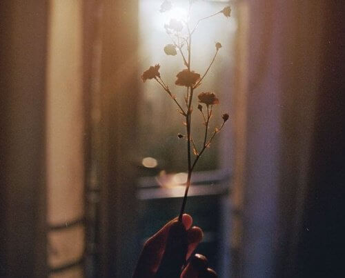 Suszony kwiat pod światło