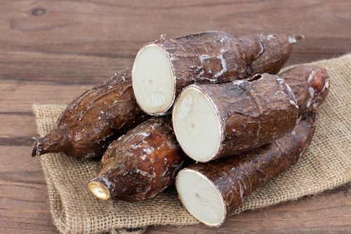 Korzeń manioku jadalnego