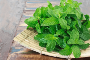 Mięta pieprzowa - naturalne środki lecznicze