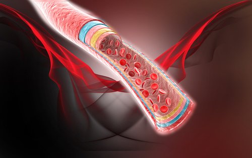 Naczynie krwionośne w przekroju - woda kokosowa korzystnie na nie wpłynie