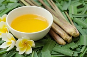 Olejek z citronelli – niezastąpiony na komary, wszy i pchły!