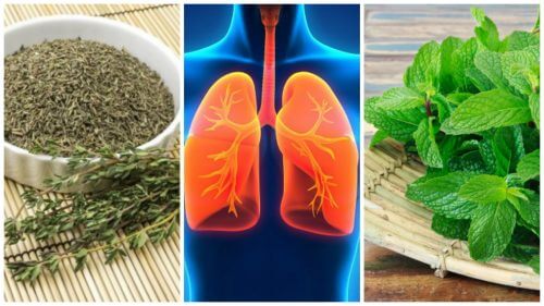 Płuca - zadbaj o nie dzięki tym 8 ziołom