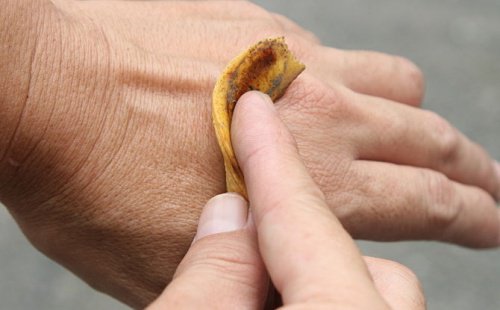 Skórka banana na brodawki
