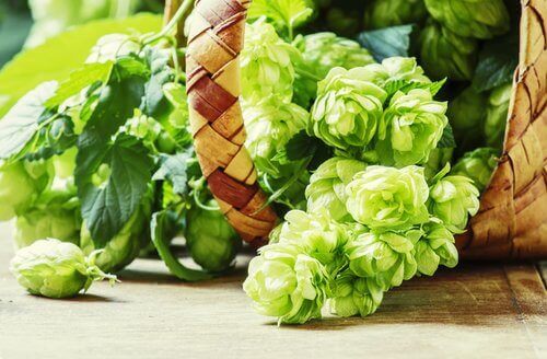 kwiat chmielu i naturalne sposoby na bezsennośc