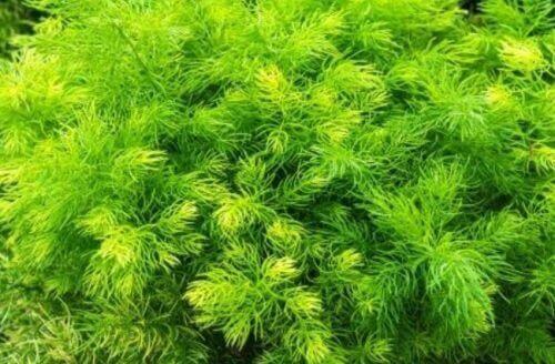 Asparagus