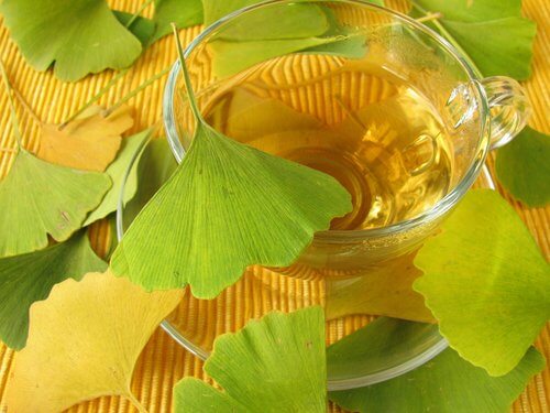 Ginkgo bilobil