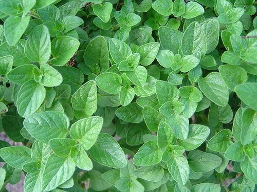 Oregano na nadciśnienie
