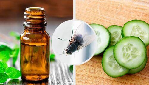 Muchy w domu? Odstrasz je korzystając z 7 naturalnych środków