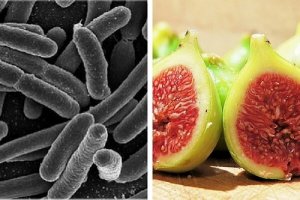 Bakterie w żołądku - wyeliminuj je sięgając po remedium z fig